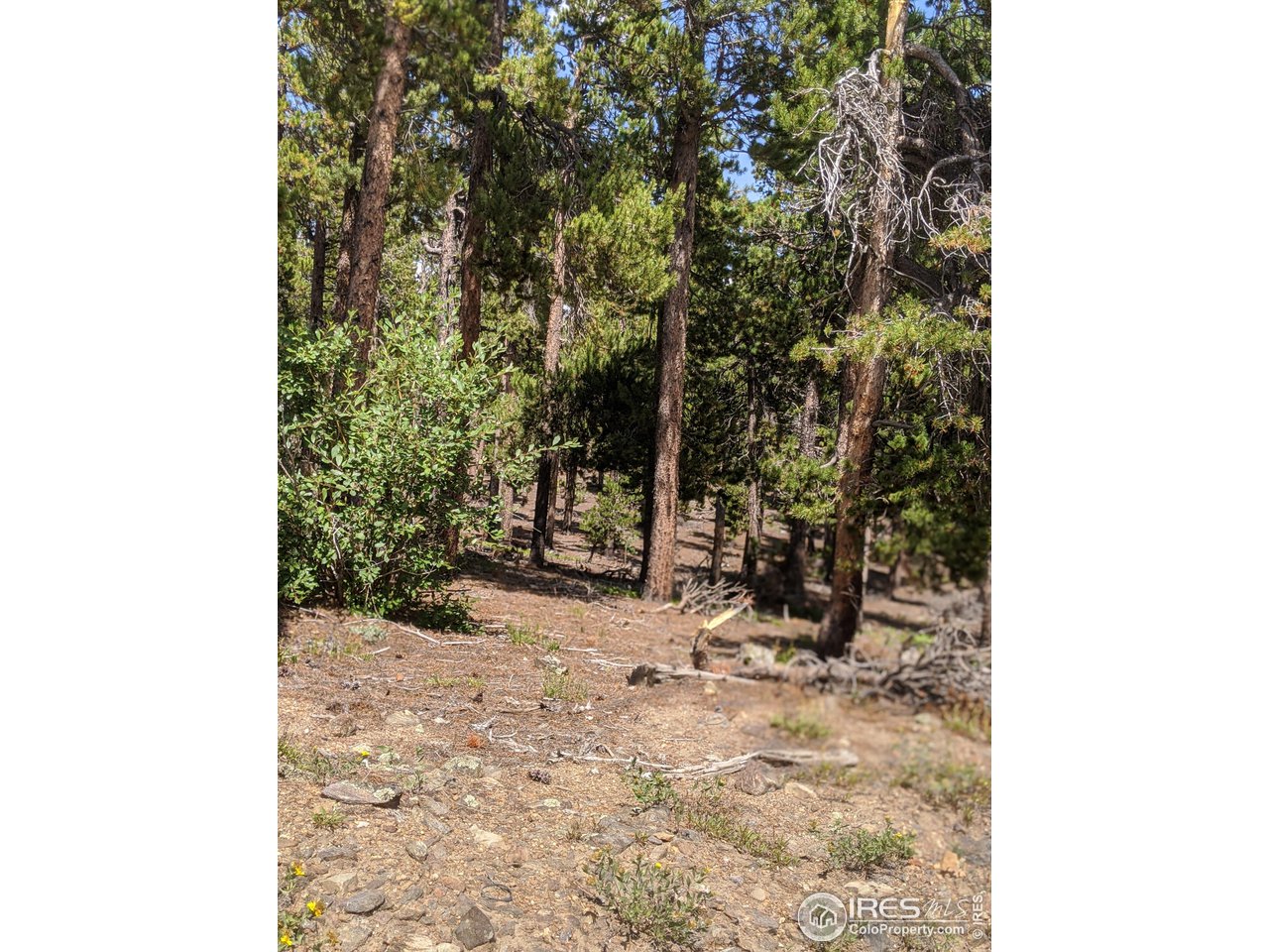 0 Jasper Road Black Hawk, CO 80422 - Photo 18 of 20 Gallery Image 18