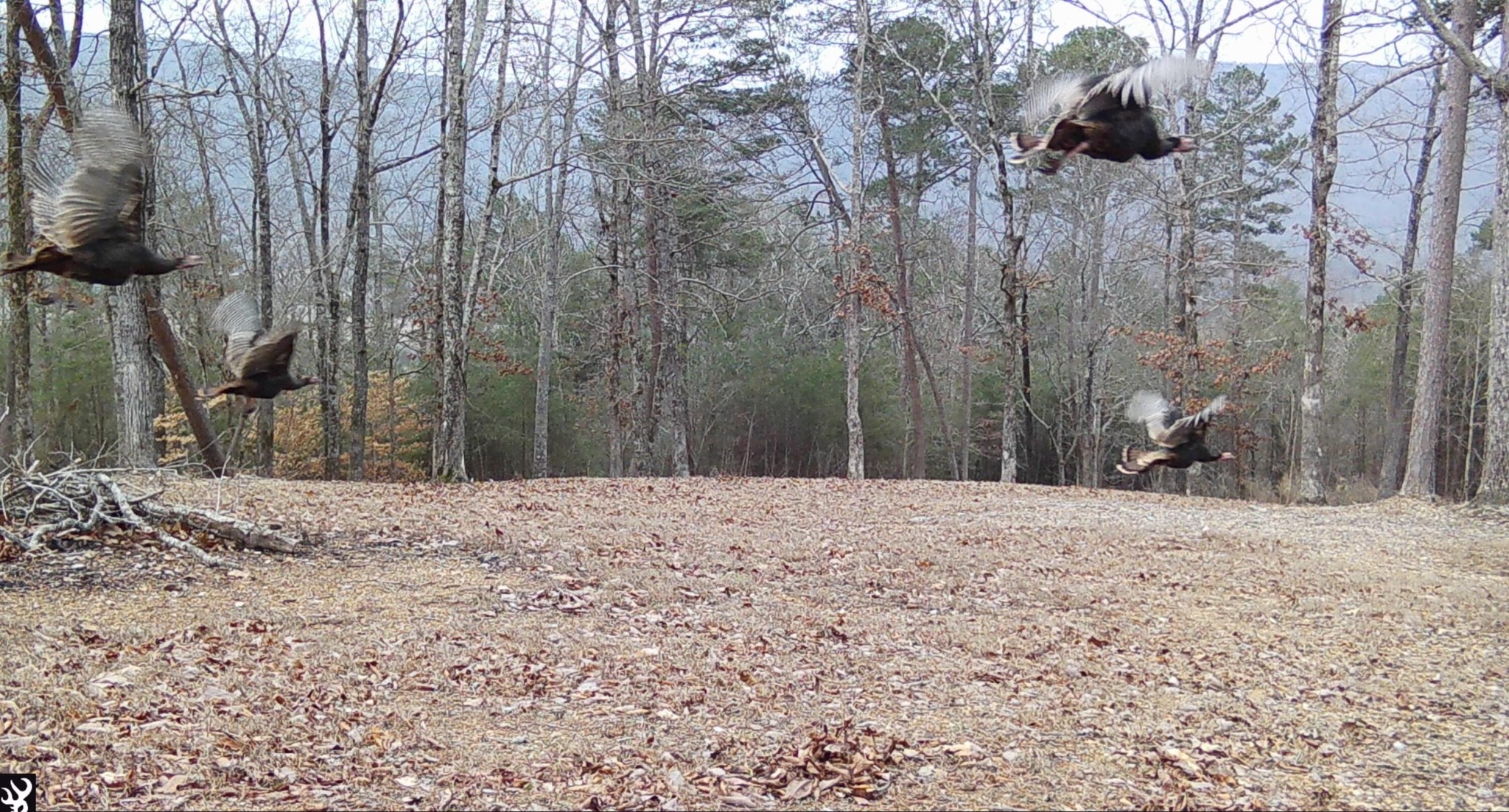 978 Press Pickett Road Whitwell, TN 37397 - Photo 35 of 36 Gallery Image 35
