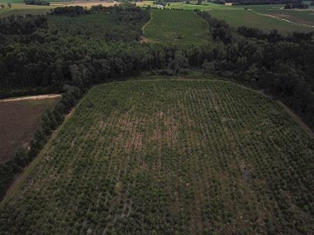 Mell Wright Road Norway, SC 29113 - Photo 1 of 12 Main View