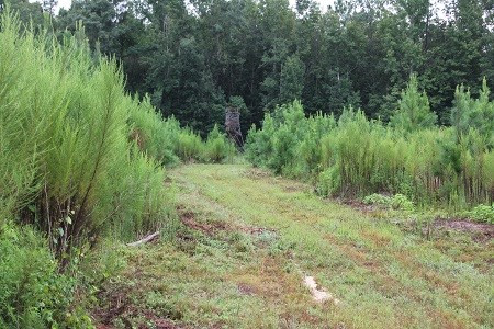 Mell Wright Road Norway, SC 29113 - Photo 3 of 12 Photo 3