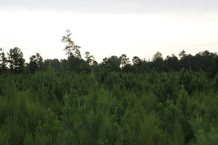 Mell Wright Road Norway, SC 29113 - Photo 4 of 12 Photo 4