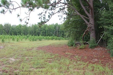 Mell Wright Road Norway, SC 29113 - Photo 6 of 12 Photo 6