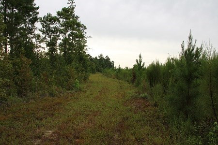 Mell Wright Road Norway, SC 29113 - Photo 7 of 12 Photo 7