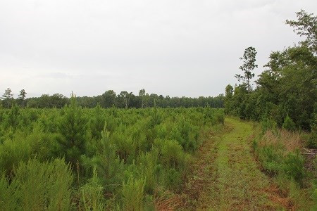 Mell Wright Road Norway, SC 29113 - Photo 8 of 12 Photo 8