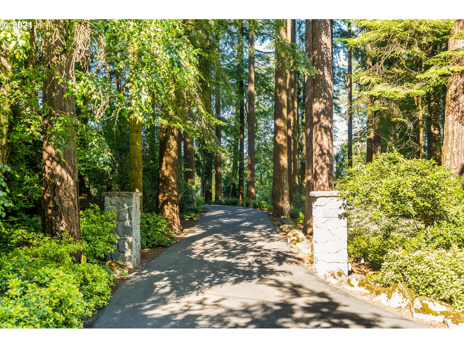 1925 South Military Road Portland, OR 97219 - Photo 5 of 32 a view of a yard with plants and large trees