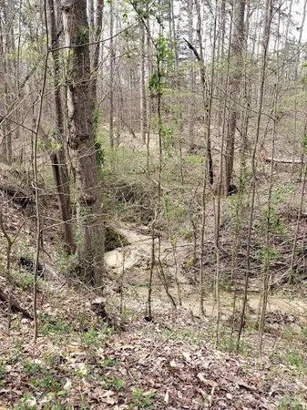 a view of a forest