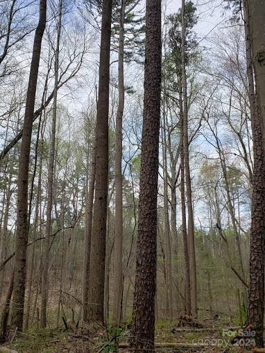 0 Deal Road Mooresville, NC 28115 - Photo 21 of 46 a view of a forest