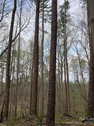 0 Deal Road Mooresville, NC 28115 - Photo 22 of 45 a view of a forest