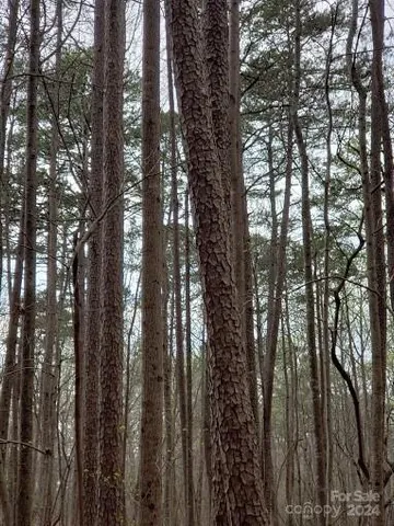 a view of a yard with large trees