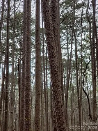 a view of trees from a window