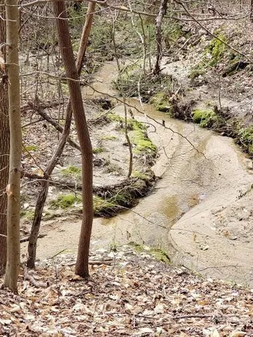 a view of a forest from a window