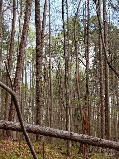 0 Deal Road Mooresville, NC 28115 - Photo 26 of 46 a view of a forest from a window
