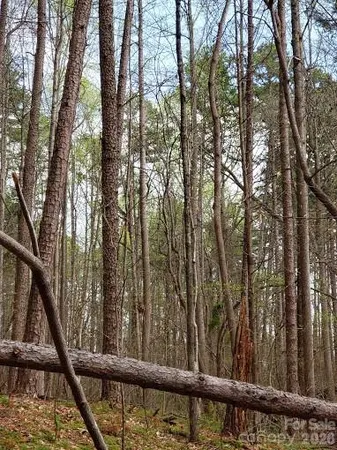 a view of tree