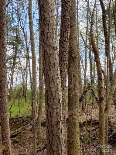 0 Deal Road Mooresville, NC 28115 - Photo 27 of 46 a view of a yard with plants and trees