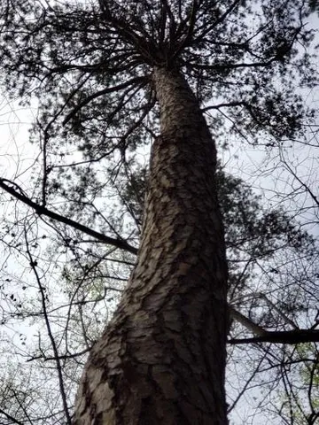 a view of a yard with plants and trees