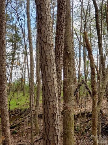 0 Deal Road Mooresville, NC 28115 - Photo 28 of 45 a view of a yard with plants and trees