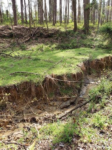 0 Deal Road Mooresville, NC 28115 - Photo 29 of 46 a view of a yard with plants and trees