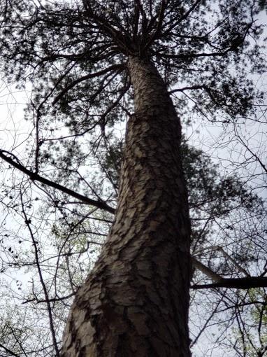 0 Deal Road Mooresville, NC 28115 - Photo 29 of 45 a view of tree