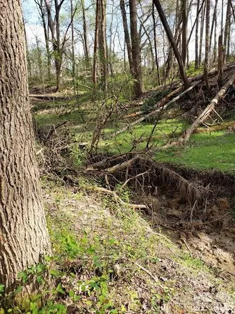a view of a big yard with plants and large trees