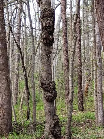 a view of a yard with a tree