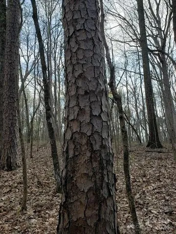 a view of a tall tree in a yard