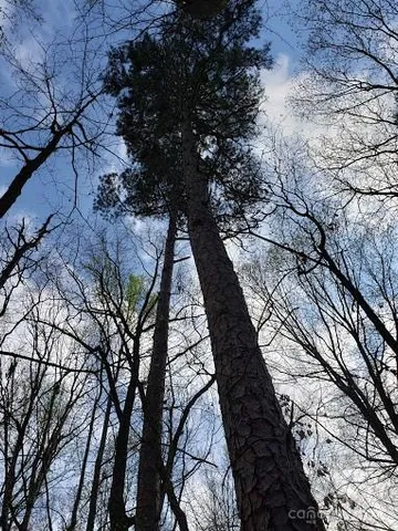 a big yard with lots of green space and trees