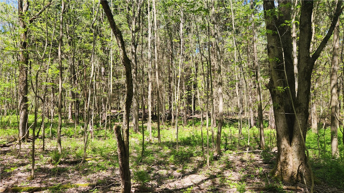 Wood Hill Road Naples, NY 14512 - Photo 11 of 26