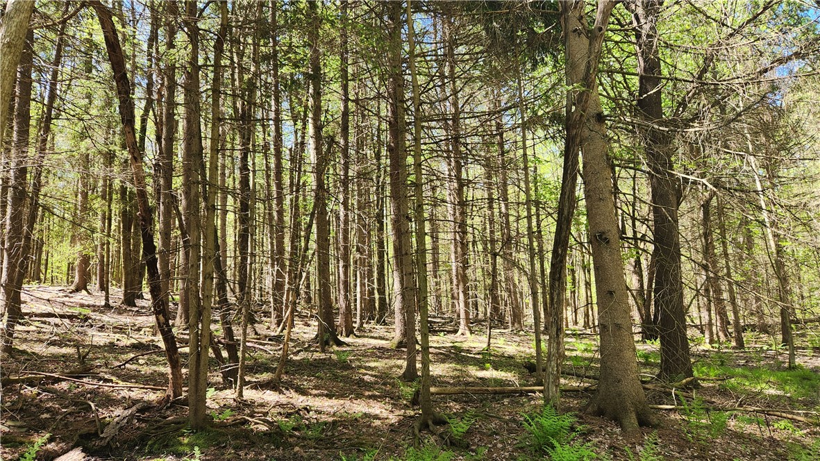 Wood Hill Road Naples, NY 14512 - Photo 12 of 26