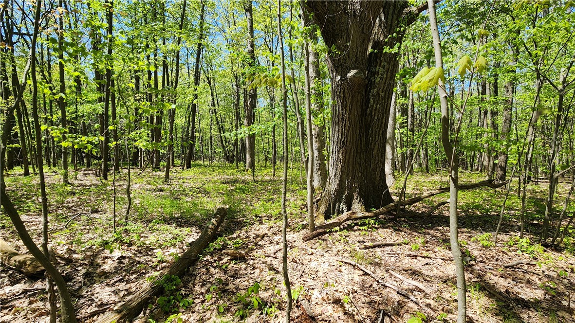 Wood Hill Road Naples, NY 14512 - Photo 16 of 26