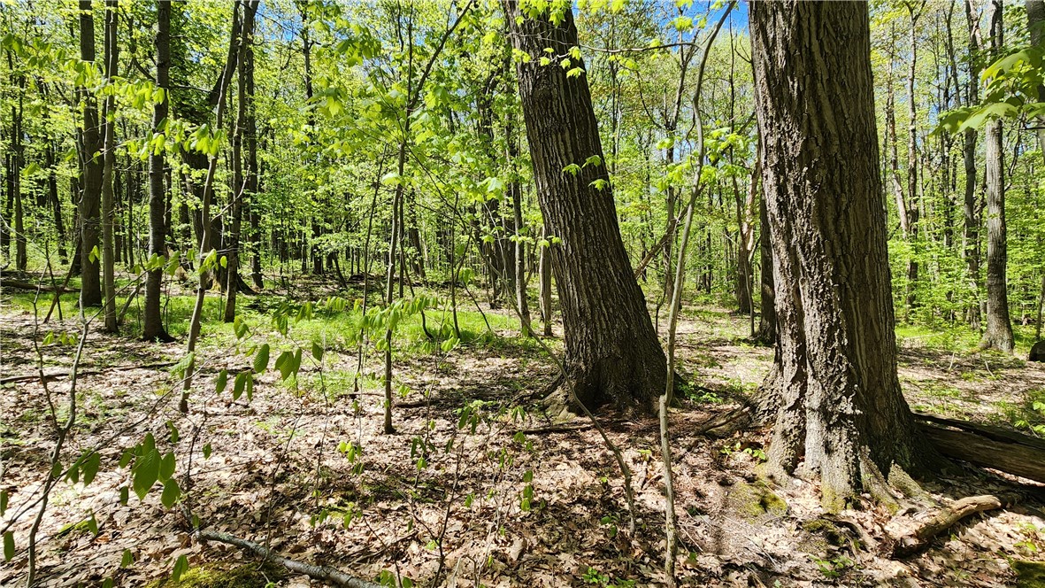 Wood Hill Road Naples, NY 14512 - Photo 19 of 26