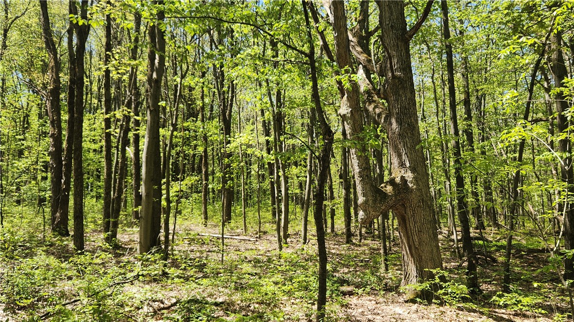 Wood Hill Road Naples, NY 14512 - Photo 22 of 26