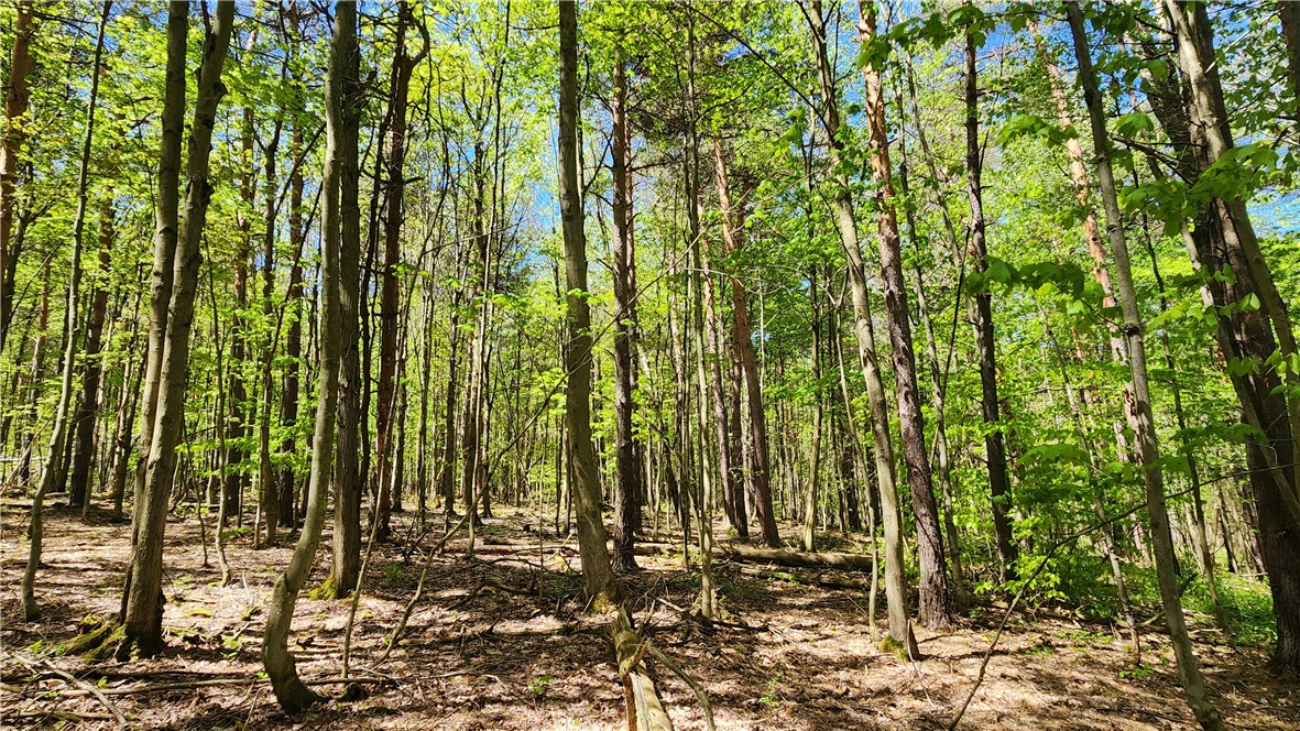 Wood Hill Road Naples, NY 14512 - Photo 3 of 26