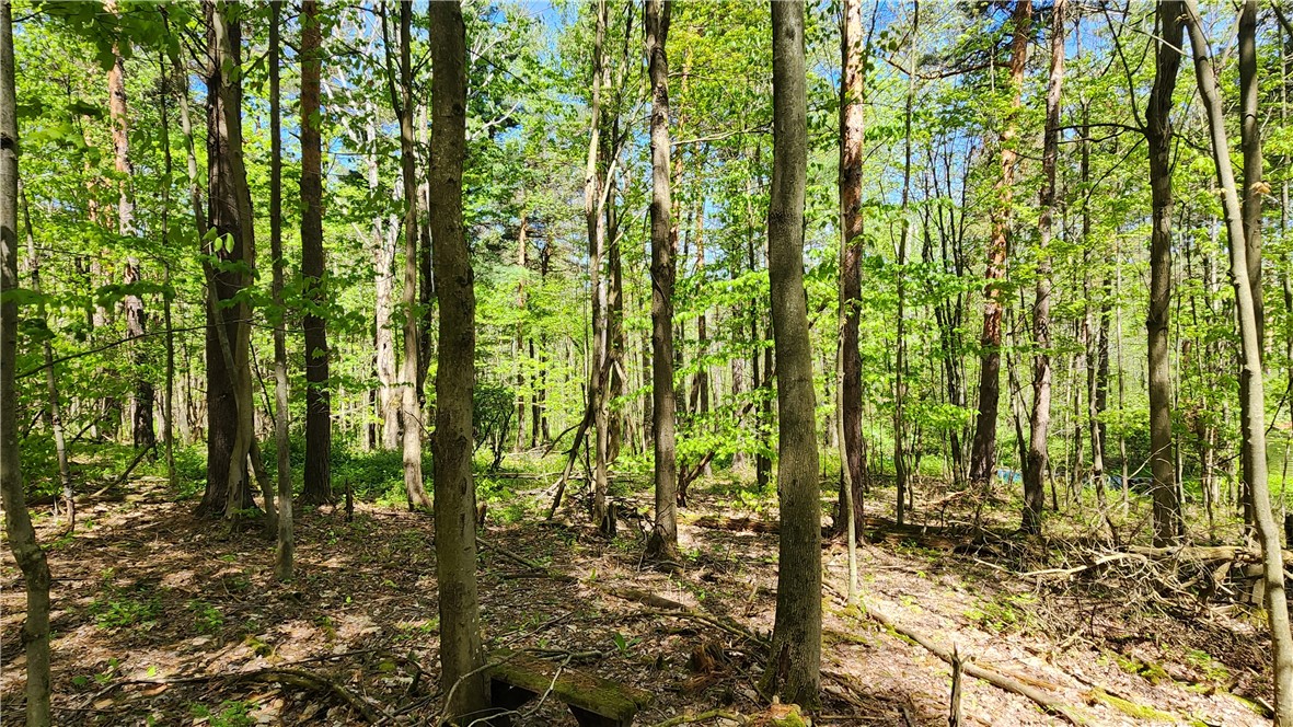 Wood Hill Road Naples, NY 14512 - Photo 4 of 26