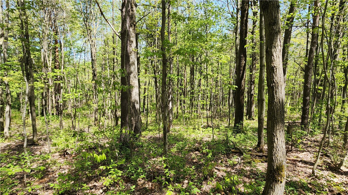 Wood Hill Road Naples, NY 14512 - Photo 6 of 26