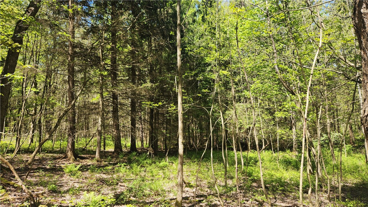 Wood Hill Road Naples, NY 14512 - Photo 8 of 26