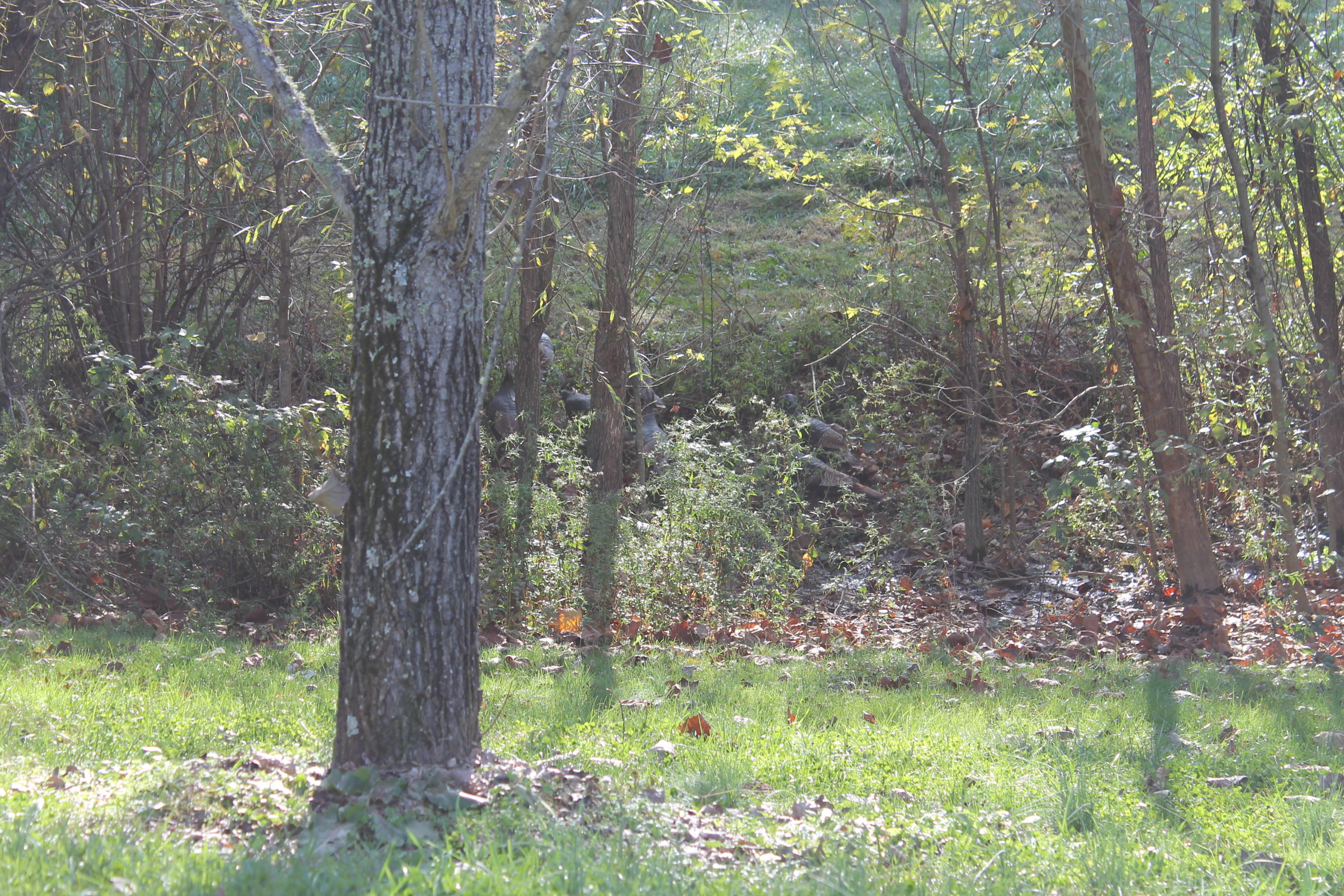 7.52-ac Rader Lane Greeneville, TN 37743 - Photo 3 of 13 IMG_9816