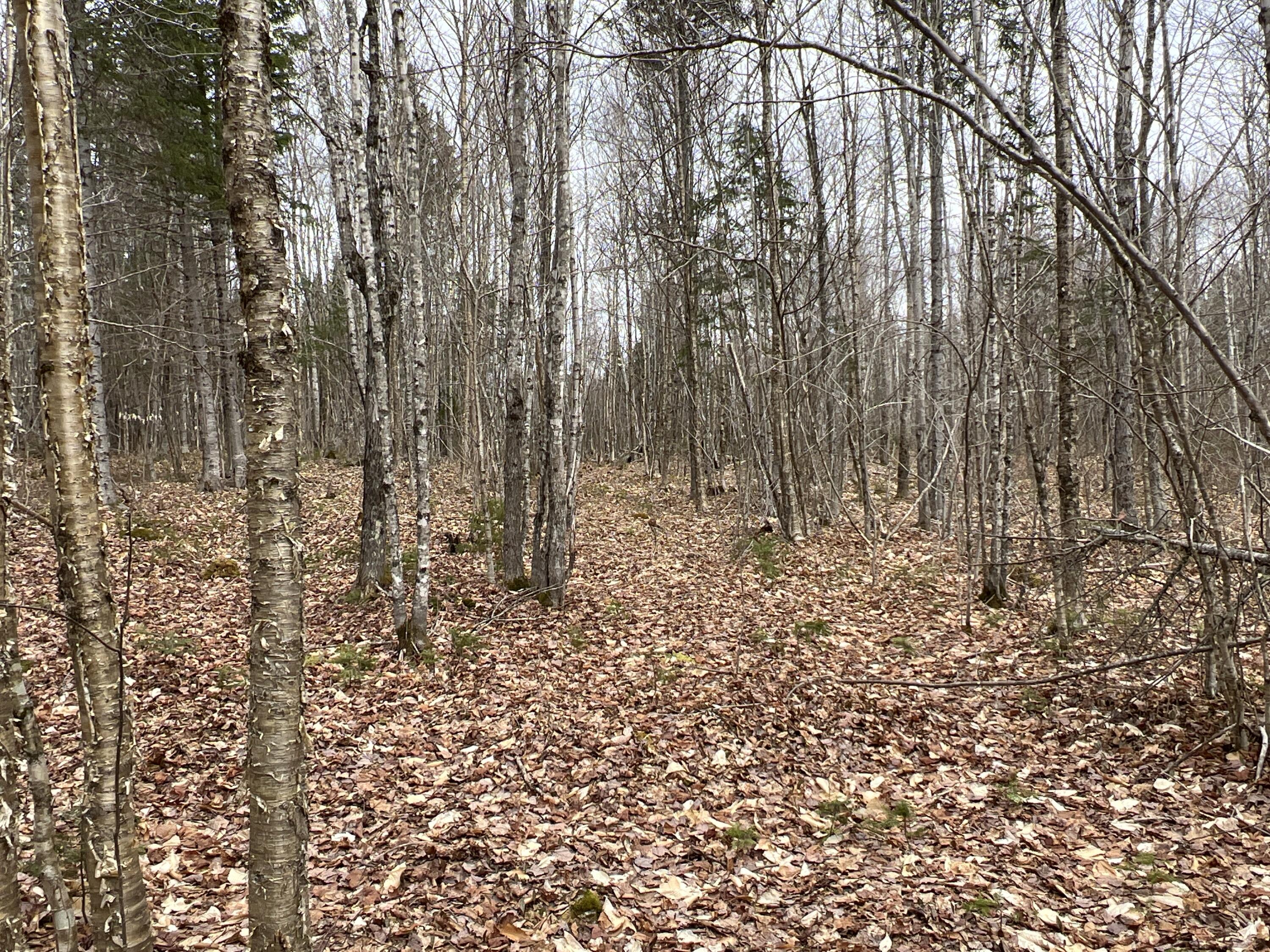 387 Monument Road Amity, ME 04471 - Photo 25 of 34 IMG_3072