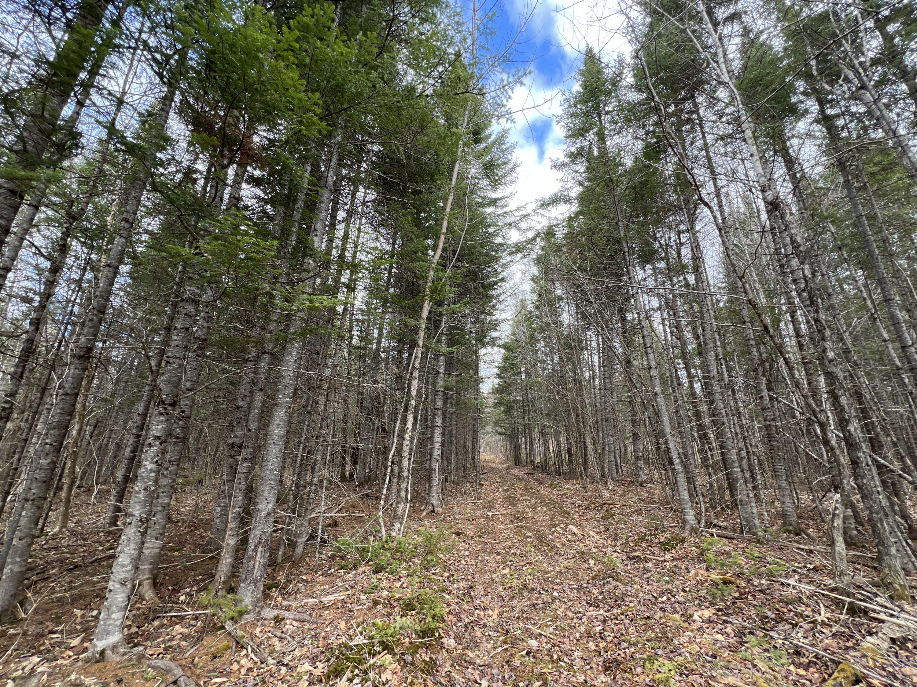 387 Monument Road Amity, ME 04471 - Photo 27 of 34 IMG_3074