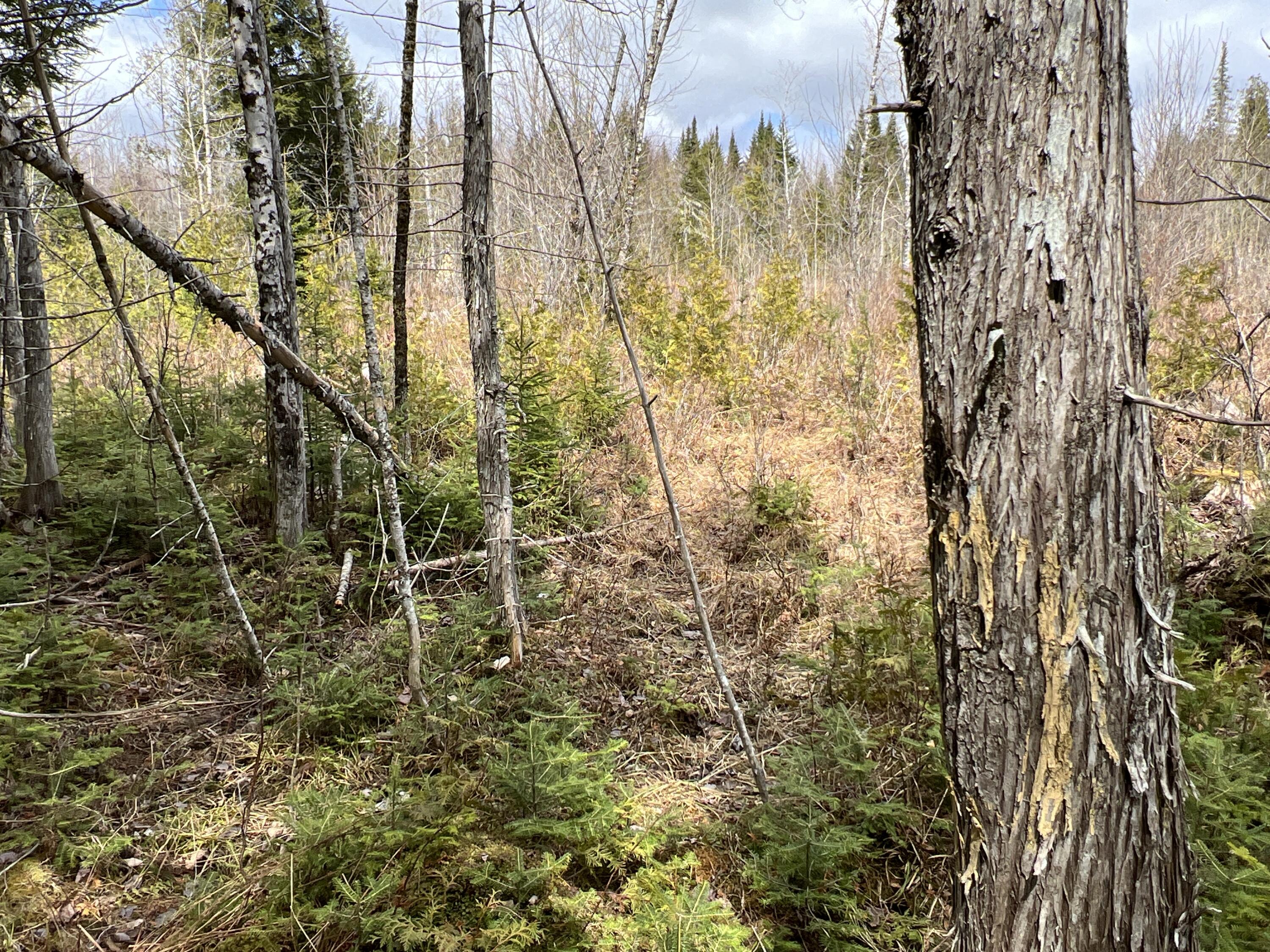 387 Monument Road Amity, ME 04471 - Photo 28 of 34 IMG_3075