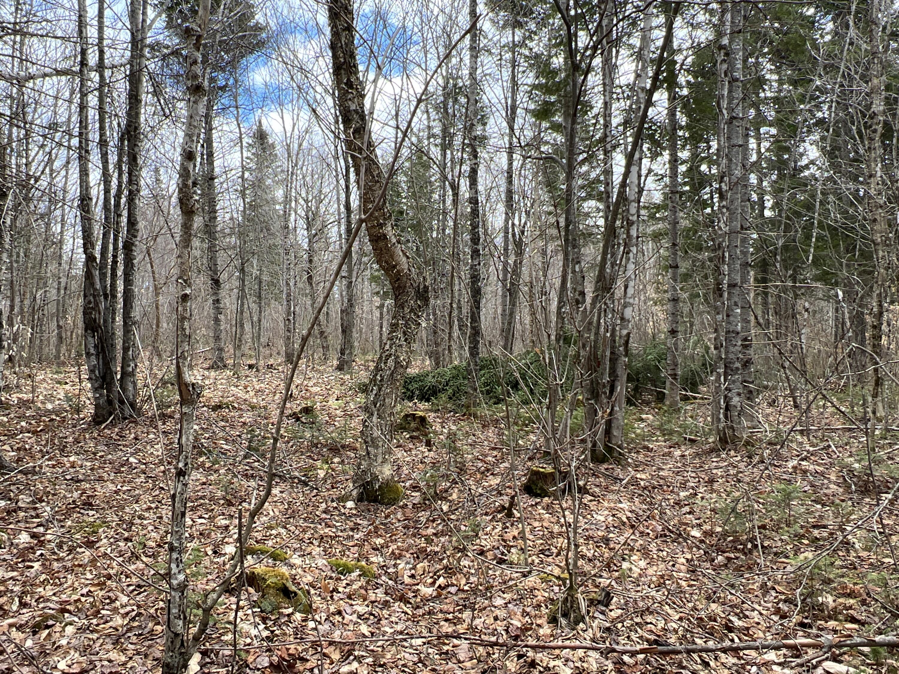 387 Monument Road Amity, ME 04471 - Photo 30 of 34 IMG_3077