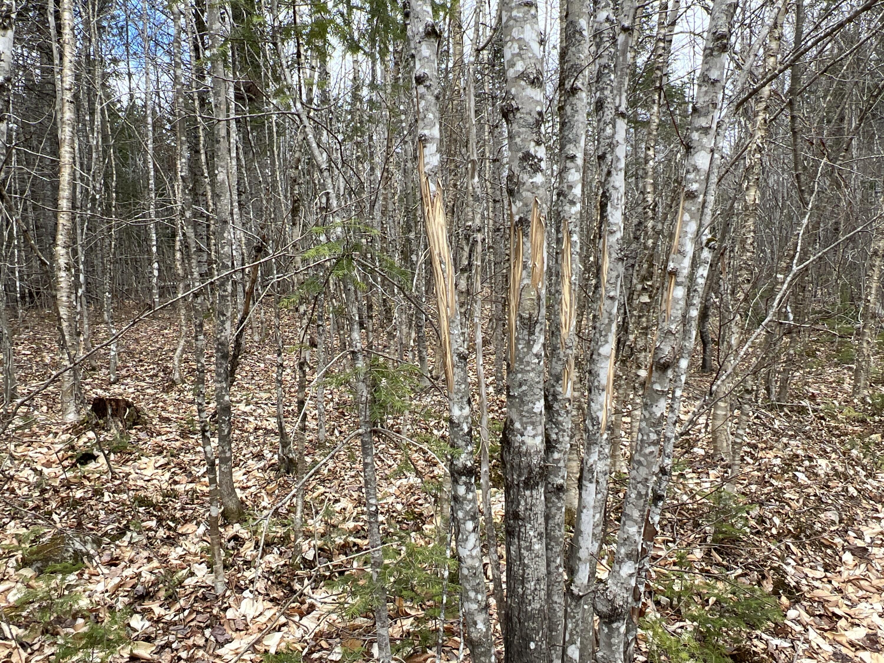 387 Monument Road Amity, ME 04471 - Photo 31 of 34 IMG_3078