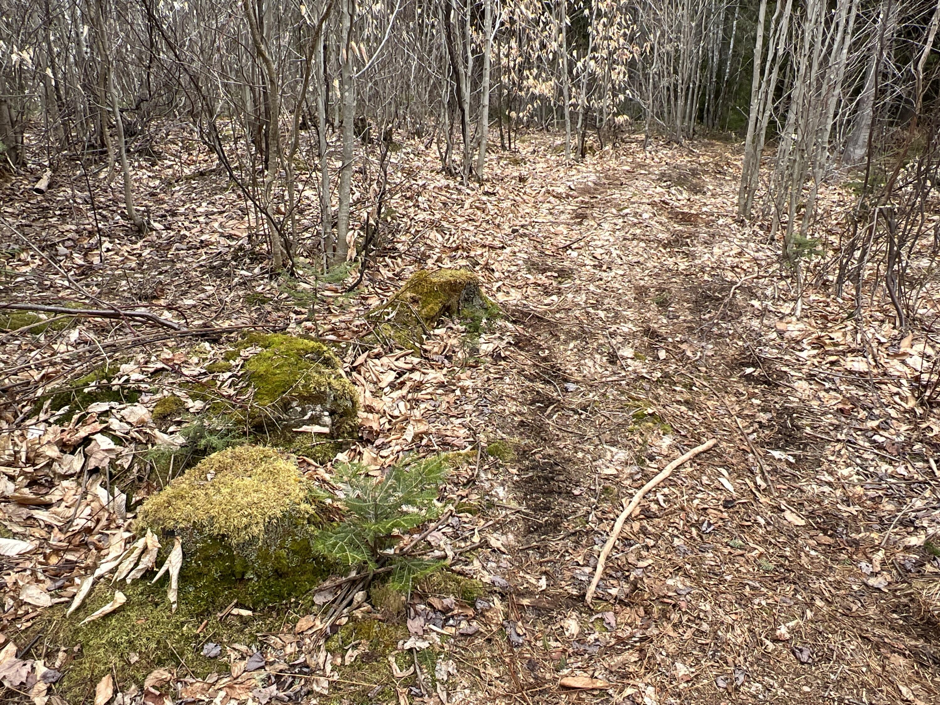 387 Monument Road Amity, ME 04471 - Photo 32 of 34 IMG_3079