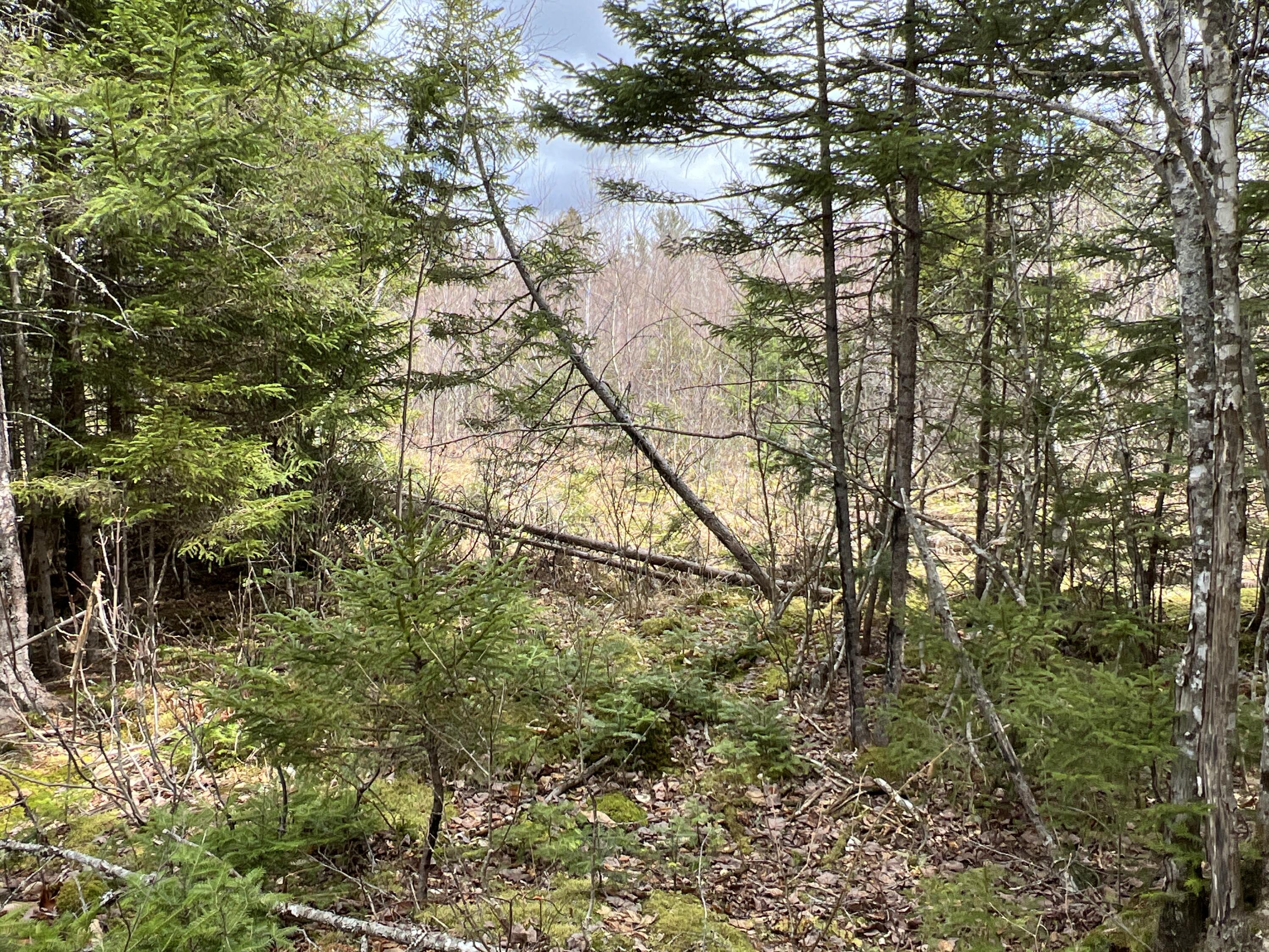 387 Monument Road Amity, ME 04471 - Photo 33 of 34 IMG_3080