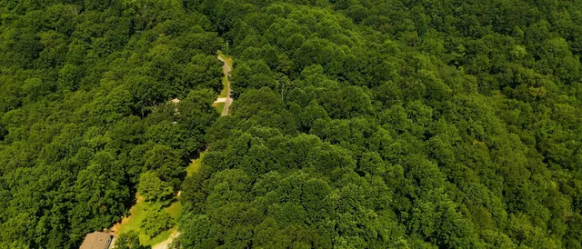 a view of a lush green forest with lots of trees