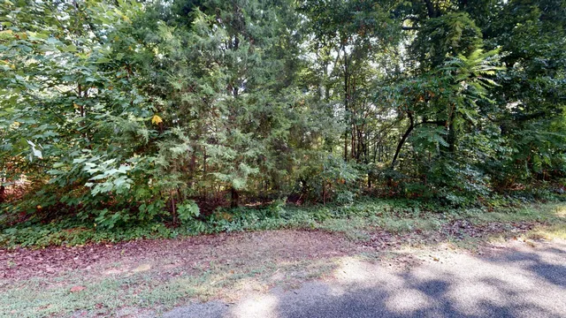 a view of a lush green forest with lots of trees
