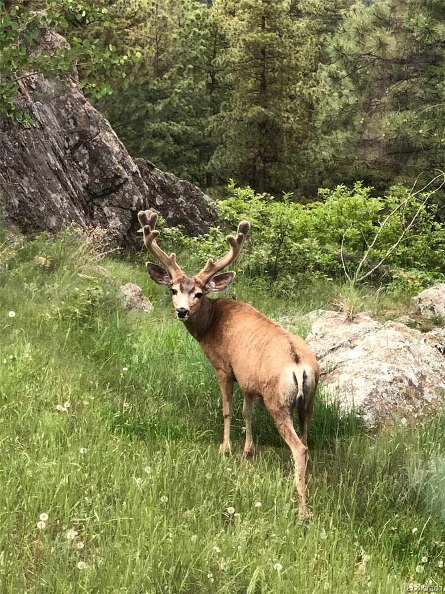 20670 Rangeview Drive Morrison, CO 80465 - Photo 36 of 39 a view of a yard with plants