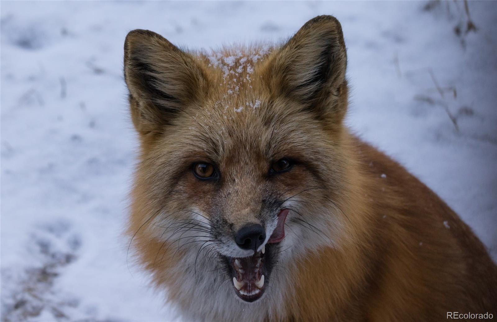 20670 Rangeview Drive Morrison, CO 80465 - Photo 39 of 39 a close up of a plant in a pot