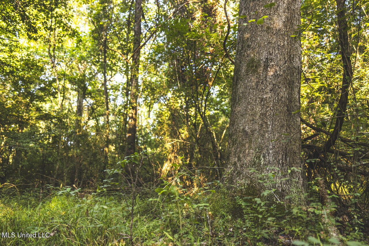 Vaughn Road Benton, MS 39039 - Photo 33 of 49 _f3a5435