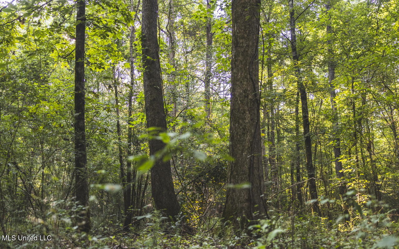 Vaughn Road Benton, MS 39039 - Photo 34 of 49 _f3a5429