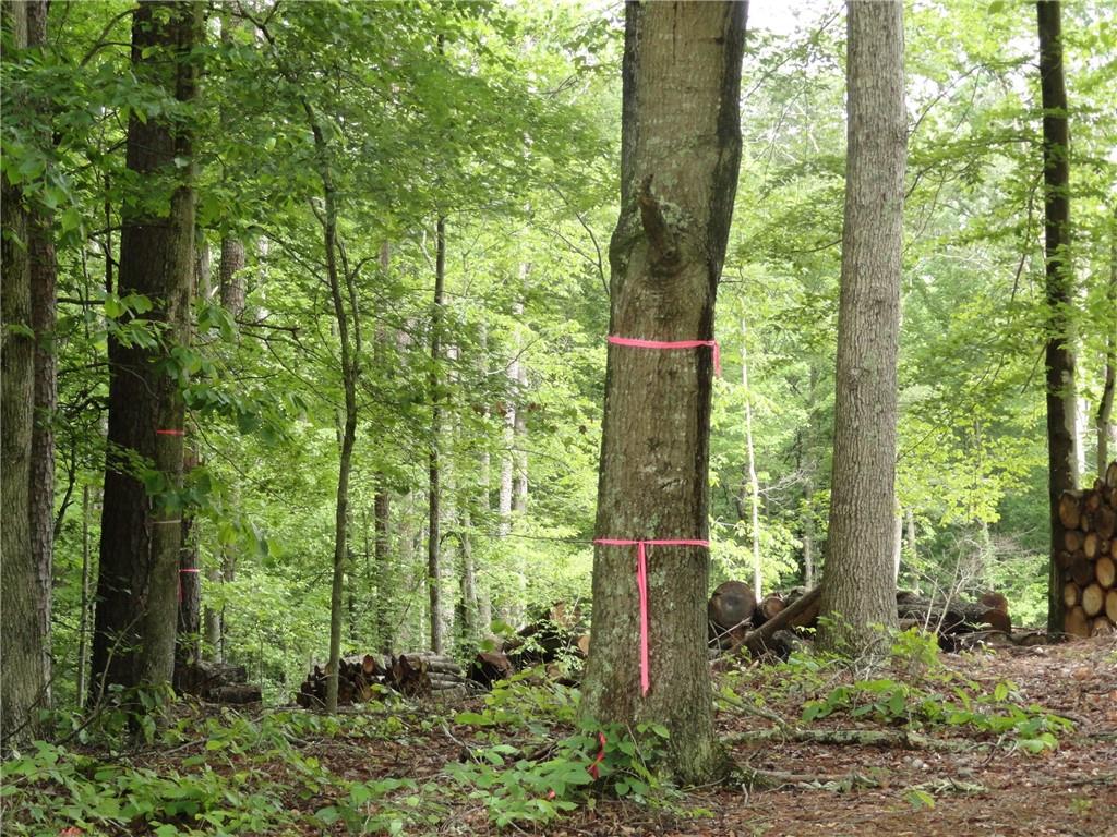 8664 Cumming Highway Canton, GA 30115 - Photo 17 of 18 a view of statue in the forest